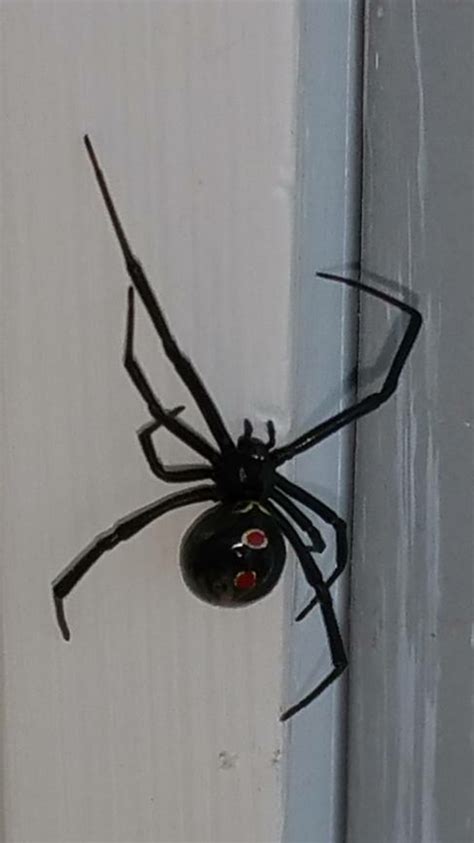 Black widows are shy spiders and prefer to build their webs in secluded areas. 3 Ways to Kill Black Widow Spiders - wikiHow