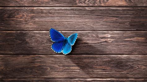 Blue Butterfly On Wooden Table 4k Hd Minimalist Wallpapers Hd