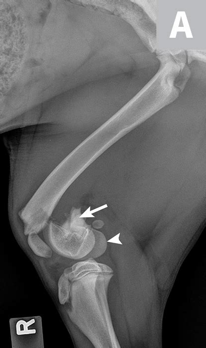 Pelvic Limb Lameness In A Golden Retriever Puppy Clinicians Brief