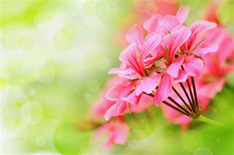 Imagenes Fotograficas Imagenes Bonitas De Flores Para Colocar Como