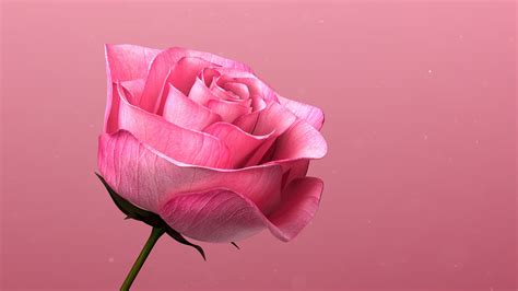 Rose Blooming Animation 3d Turbosquid 1643622