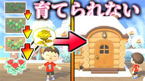 【あつ森】僕は1粒の種から金のバラを咲かせられませんでした【あつまれ どうぶつの森】 Youtube