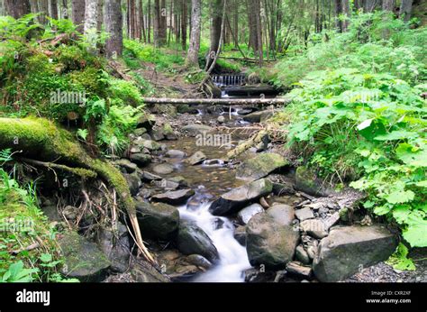 Cascades On A Clear Creek In A Forest Stock Photo Alamy