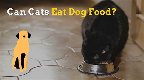 Can Cats Eat Dog Food Is This Food Safe For Your Kitten Youtube