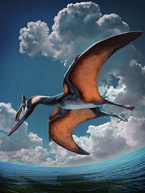 Ordosipterus Planignathus New Pterosaur Species Unearthed In China