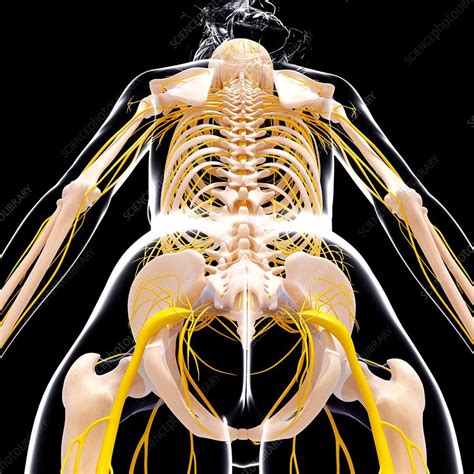 Female Nervous System Artwork Stock Image F0074804 Science