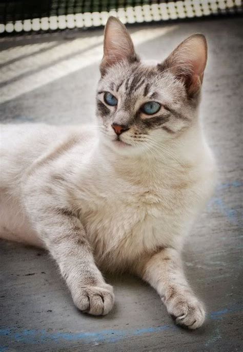 1000 Images About Love Lynx Point Siamese On Pinterest