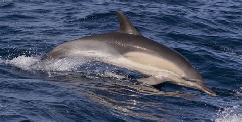 Long Beaked Common Dolphin Whale And Dolphin Conservation Australia