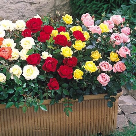 Rose Miniature Collection Garden Offers