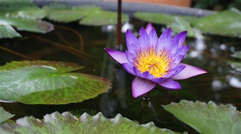 Free Images Nature Blossom Leaf Petal Green Botany Sacred Lotus