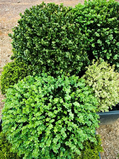 Boxwood Varieties The New York Times