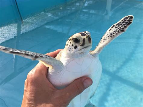 Sea Turtle Names The Turtle Hospital Rescue Rehab Release