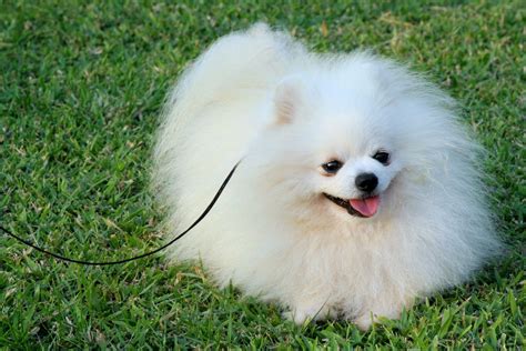 Teacup Pomeranian Puppies For Sale In Dothan Alabama - Pets Lovers