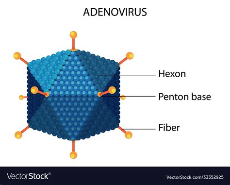Adenovirus Structure Diagram On White Background Vector Image