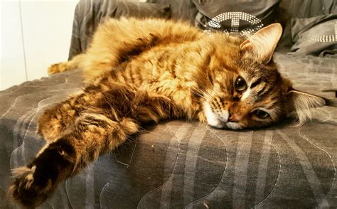 Visite à votre domicile ou pension à mon. Garde d'animaux à Marseille (13000) : Annonces et offres d ...