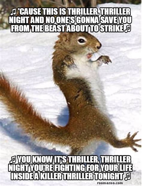 20 Squirrel Memes That Will Melt Your Heart