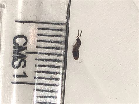 Is This A Bed Bug Found It Crawling On The Floor Around My Bed Last