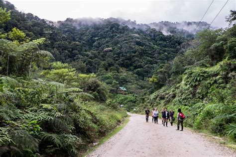Ecuador Amazon Rainforest Guide For An Unforgettable Jungle Adventure