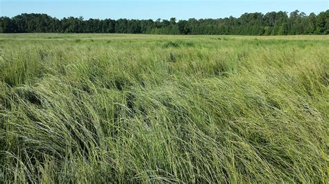 Quail Habitat Restoration Native Warm Season Grasses Garrett Seed