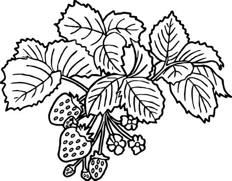 Strawberry Plant Coloring Page Coloring Pages
