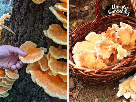 Identifying Chicken Of The Woods Mushroom Unruly Gardening