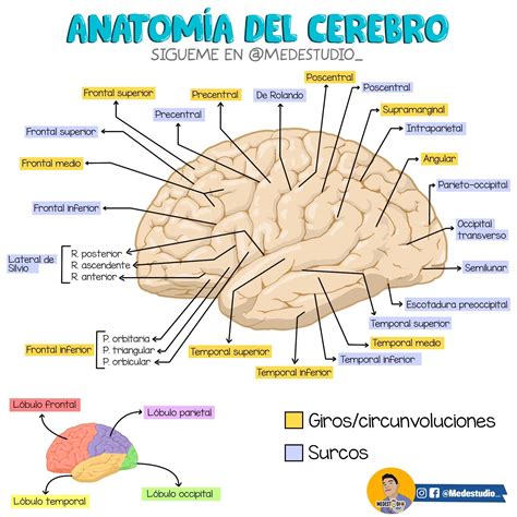 Anatomía Cerebral Anatomia Del Cerebro Humano Anatomía Médica