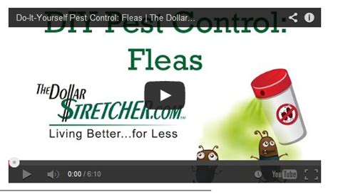 Fennel, rosemary, red cedar shavings, sassafras, eucalyptus, or pennyroyal. Do-It-Yourself Pest Control: Fleas | Pest control, Garden pest control, Pests