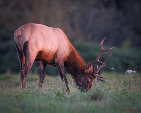 Last Light This 5 Point Rocky Mountain Bull Elk Feeds Duri Flickr