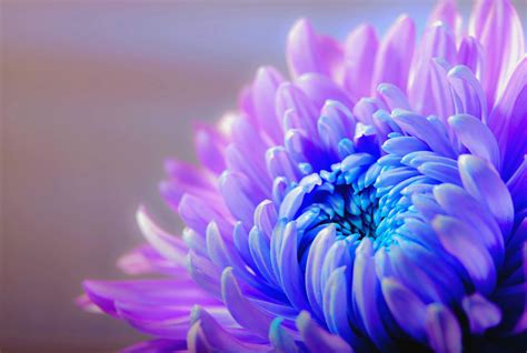 รูปภาพ ธรรมชาติ ปลูก สีม่วง กลีบดอกไม้ เบ่งบาน ดอกเดซี แมโคร