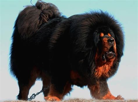 Black And Gold Tibetan Mastiff Fluffy Dog Breeds Giant Dog Breeds