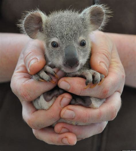 Photos Zooborns 25 Cutest Baby Animals Коала Детеныши животных и