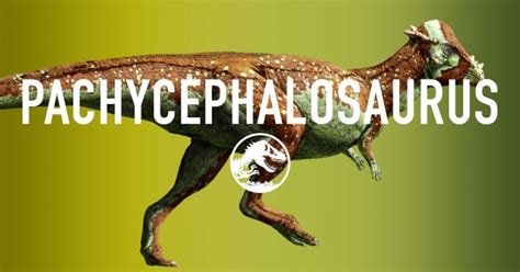 6 Interesting Facts About Pachycephalosaurus Ohfact