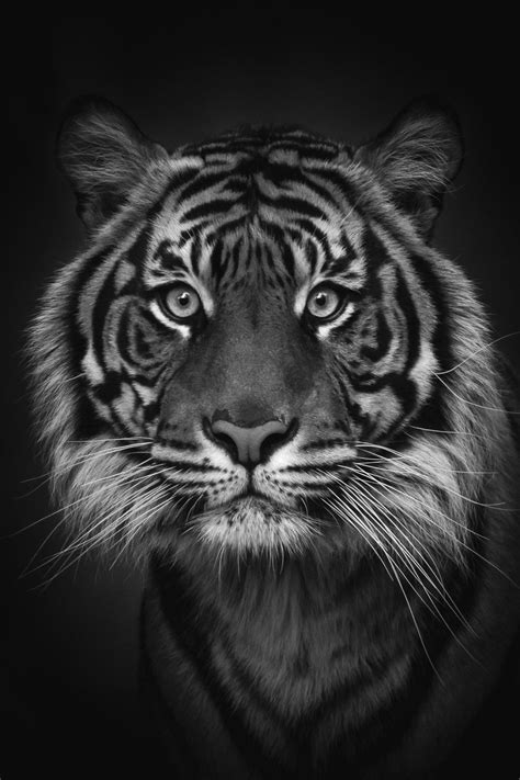 Black And White Wildlife Photography Print Sumatran Tiger