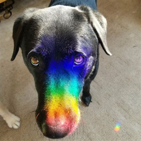 Stunning Dog In 2020 Rainbow Dog Cute Cats And Dogs Puppy Images