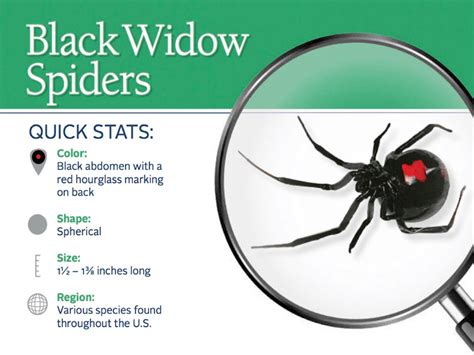 Black Widow Spider Bite Pictures Marcusmccutcheon