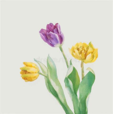 Three Tulips Watercolor Background Stock Illustrations 146 Three