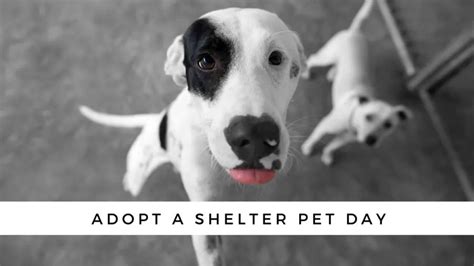 National Adopt A Shelter Pet Day And What You Need To Do