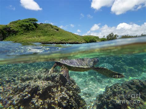 Sea Turtle Split Shot Photograph By Bubblefish Photography Fine Art