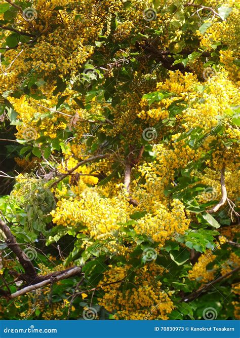 Full Blooming Padauk Flower Stock Image Image Of Fully Summer 70830973