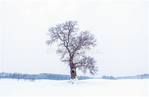 Oak Tree In Winter Stock Image Image Of Frost Cloud 67906225
