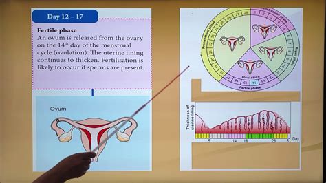Seventeen credits of specific courses are required and combined with a minimum of 15 elective credits for the degree. Form 1 Science 4.3 The Menstrual Cycle - YouTube