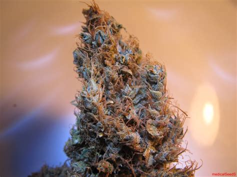 What Strains Pack The Most Thc 5 Of The Strongest