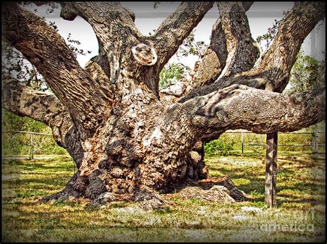 Big Tree Old Live Oak Rooted In History By Ella Photograph By Ella