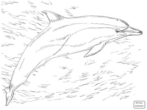 Bottlenose Dolphin Drawing at GetDrawings | Free download