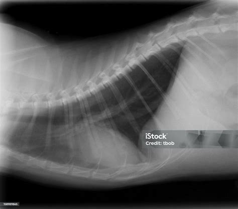 Xray Of Cat Chest Side View Stock Photo Download Image Now Domestic