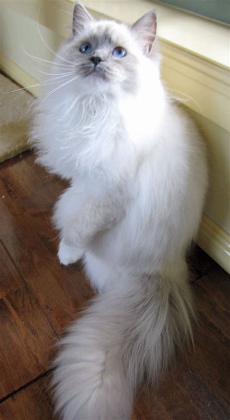 White Fluffy Cats Breeds