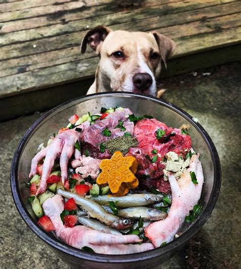 When did humans decide that dogs need their food to be cooked to survive? Pin by X on Bully Baby | Raw dog food recipes, Dog raw ...