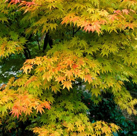 9 Expert Tips On Keeping Acers Healthy Acer Garden Garden Trees Small
