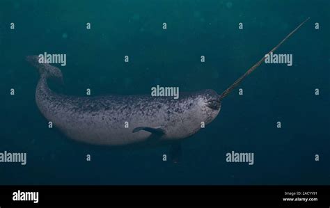 Narwhal Male Monodon Monoceros Swimming In The Ocean Stock Photo Alamy