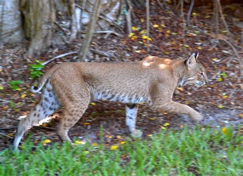Image Bobcat Lynx Rufus Sanibel Island Florida 01